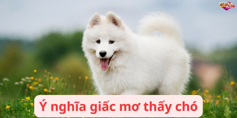 Mơ thấy chó – Giải mã giấc mơ và những ý nghĩa ẩn sau 10 mo thay cho 1